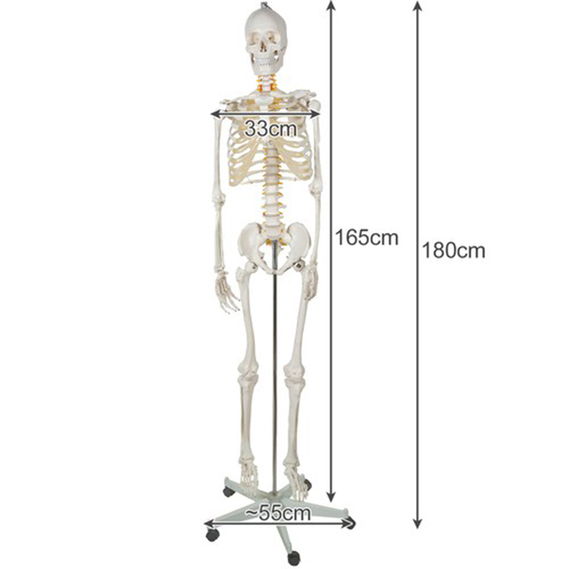 Model ľudskej kostry 170cm