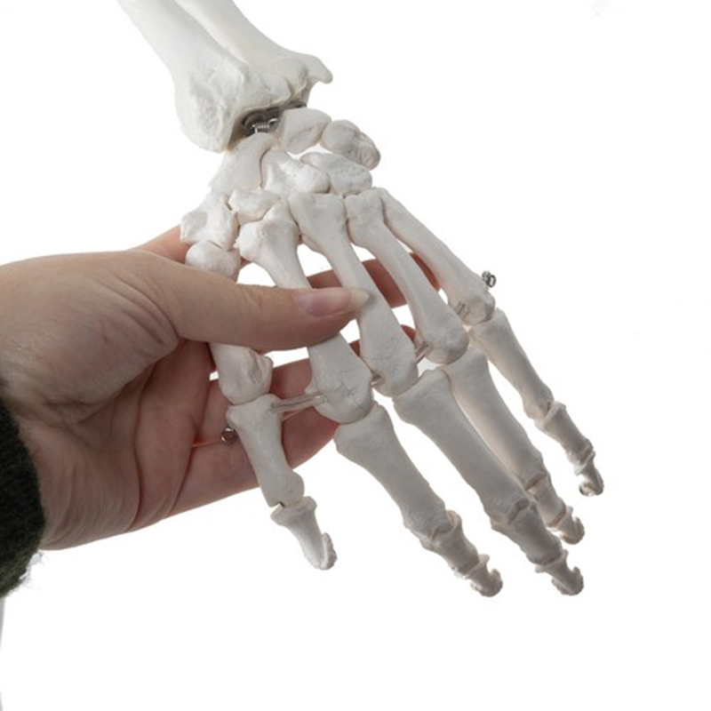 Model ľudskej kostry 170cm