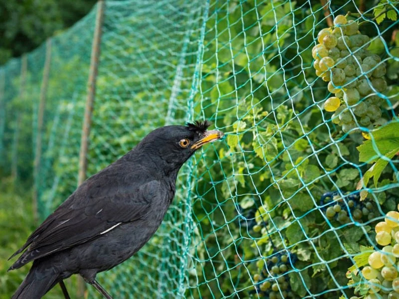 Ochranná sieť proti vtákom 2 × 10 m