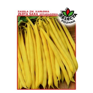 Fazuľa špargľová žltá "Gold Saxa" - 30g