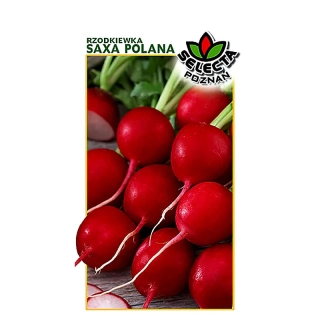 Redkvička červená guľatá "Saxa Polana" - 10g
