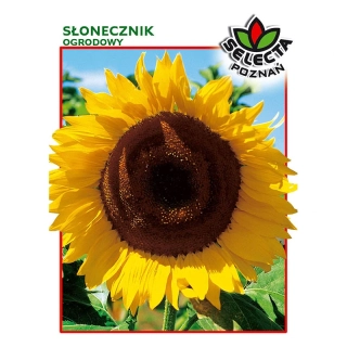 Slnečnica záhradná - 10g