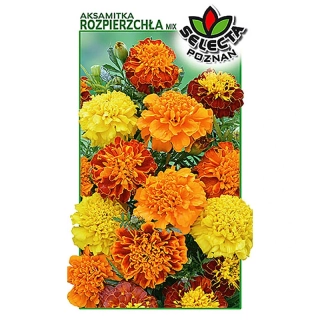 Aksametnica rozložitá plnokvetá mix - 1g