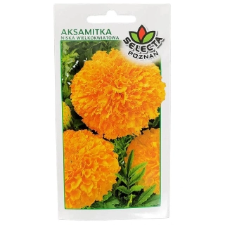 Aksametnica rozložitá plnokvetá oranžová - 1g