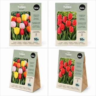 Cibuľky tulipánov Triumph – farebný mix, 10 ks